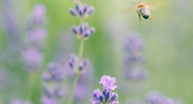 Abeilles butinant de la lavande, Gelée royale aide précieuse contre vieillissement