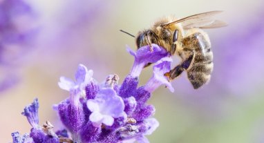Abeille butinant la lavande, achat Gelée Royale