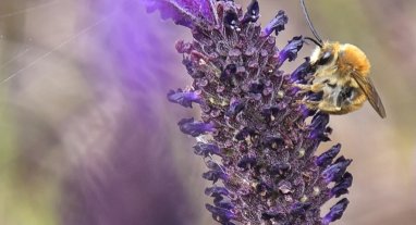 Abeille butinant de la lavande, Remède naturel anti-âge