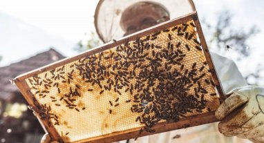 Apiculteur récoltant le miel et la propolis