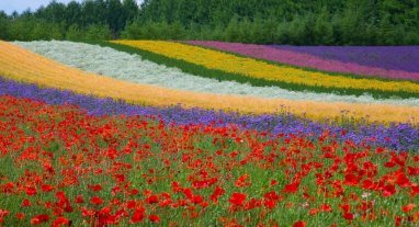 Fleurs de Provence