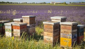 Ruches devant un champ de lavande, fabrication Gelée Royale vue liste