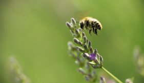 abeille butinant, choisir, consommer et conserver la Gelée Royale vue liste