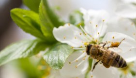 abeille butinant une fleur vue liste