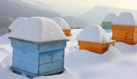 ruches hiver vue liste