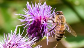 abeille butinant une fleur violette vue liste