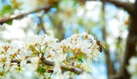 fleurs d'amandier vue liste