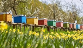 ruches au printemps vue liste