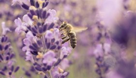 Abeille butinant des lavandes vue liste