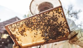 Apiculteur récoltant le miel et la propolis vue liste