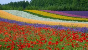Fleurs de Provence vue liste