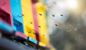 Fabrication de la propolis par les abeilles vue liste